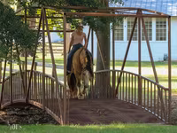 Айғыр, Gypsy horse — 4-сурет