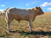 Бұқа, Charolais cattle — 2-сурет