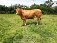 Cow, Limousin cow — photo 5