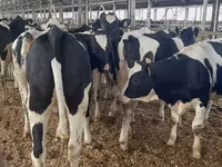 Cow, Holstein breed — photo 4