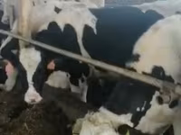 ثور, Russian Black pied cattle — الصورة 3