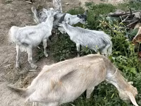 Goat, Goats — photo 1