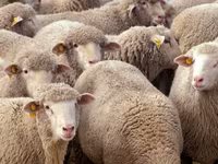 Sheep, Sheep — photo 1