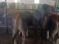 Vaca, Raza Alatau — foto 5