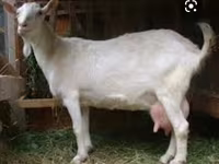 Billy Goat, Saanen goat — photo 3