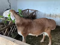 Ram, Sheep — photo 5