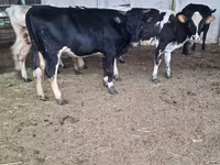 Cow, Swiss cattle — photo 7