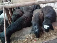 Ram, Rhon sheep — photo 2