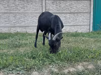 Billy Goat, Murcia-Granada goats — photo 4