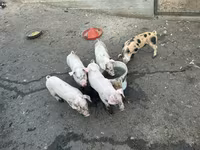 Sow, Pigs — photo 1