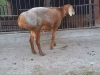 كبش, Saryarka sheep — الصورة 2