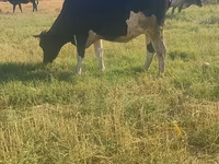 Cow, Holstein breed — photo 3