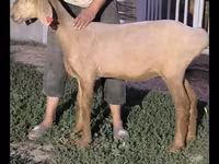 Oveja, Arashan sheep — foto 5