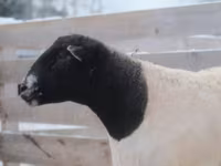 Қошқар, Dorper sheep — 3-сурет