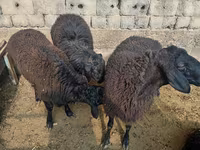 Қошқар, Rhon sheep — 4-сурет