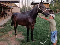公马, Horses — 照片 4