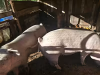 Säue, Schweine — Foto 2