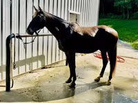 Hengst, Rocky Mountain Horse — Foto 2