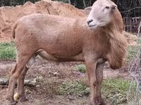 मेढ़ा, Katum sheep — फ़ोटो 2