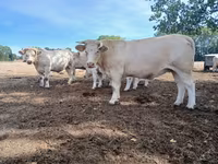 Сиыр, Charolais cattle — 6-сурет