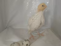 Quails — 3-сурет