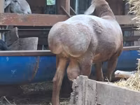 Ram, Arashan sheep — photo 4
