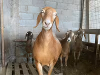 Sheep, Arashan sheep — photo 1