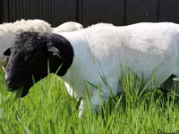 公羊, Kuibyshev sheep — 照片 5