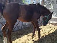 Horse (M), Arabian horse — photo 8