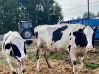بقرة, Simmental cattle — الصورة 8