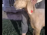 Oveja, Arashan sheep — foto 4