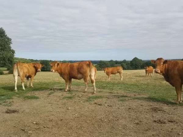 Cow, Limousin cow