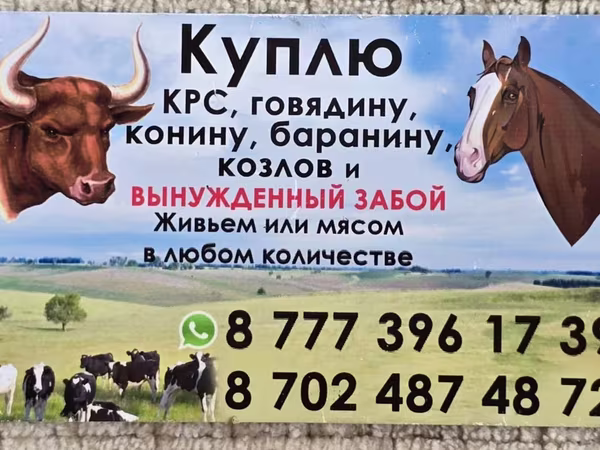 母马, Horse breed