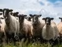 Қошқар, Romanov sheep — 2-сурет