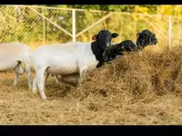 Widder, Dorper sheep — Foto 5