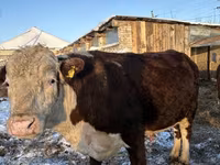 Cow, Hereford — photo 4