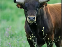 Bulle, Aberdeen-Angus — Foto 1