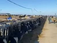 Сиыр, Қазақ ақбас сиыры — 8-сурет