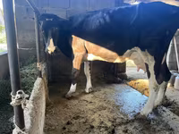 Сиыр, Swiss cattle — 3-сурет