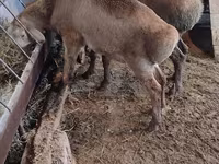 Қой, West-Siberian mutton sheep — 3-сурет
