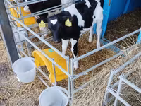 Бұқа, Swiss cattle — 2-сурет
