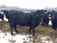 Cow, Aberdeen-Angus — photo 2