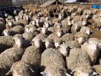 نعجة, Kuibyshev sheep — الصورة 6