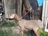 Ram, Edilbay sheep — photo 6