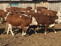 公牛, Holstein breed — 照片 4