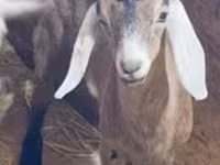 Ziege, Nubian Goat — Foto 3