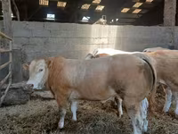 Бұқа, Blonde d’Aquitane cattle — 3-сурет