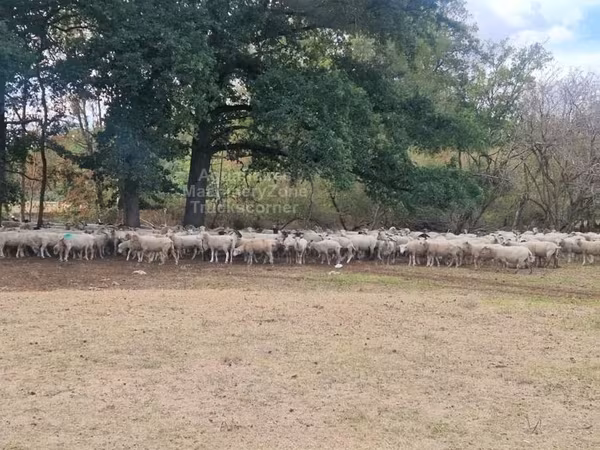 Қой, Baerchuke sheep