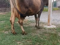 Cow, Cattle — photo 4