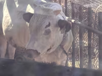 Bull, Cattle — photo 3